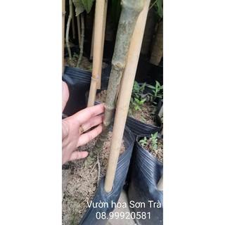 (Q.8 - GIAO TRONG NGÀY) Cây MAI XANH đang hoa.