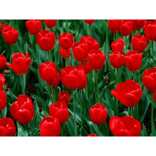 Hạt giống hoa tulip đỏ túi 30 hạt giống
