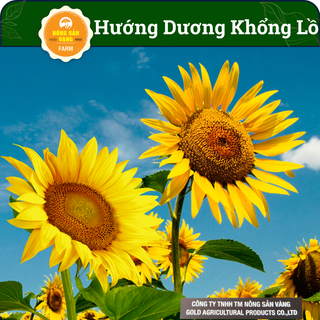 Hạt giống hướng dương khổng lồ lấy hạt , dướng dương to làm cảnh - nông sản vàng