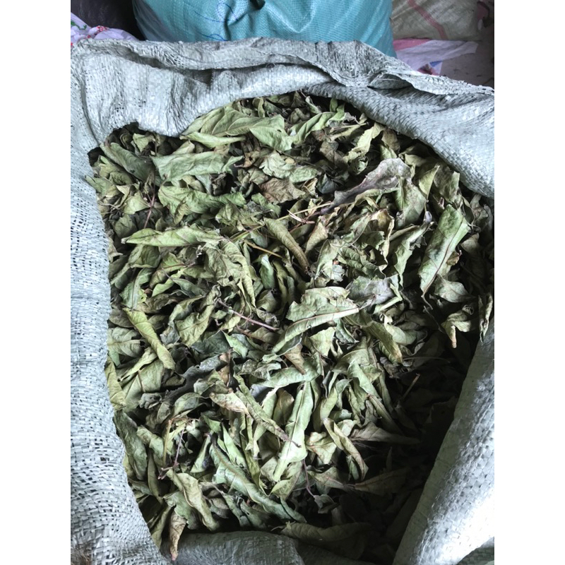 Xạ đen khô hoà bình, mát gan