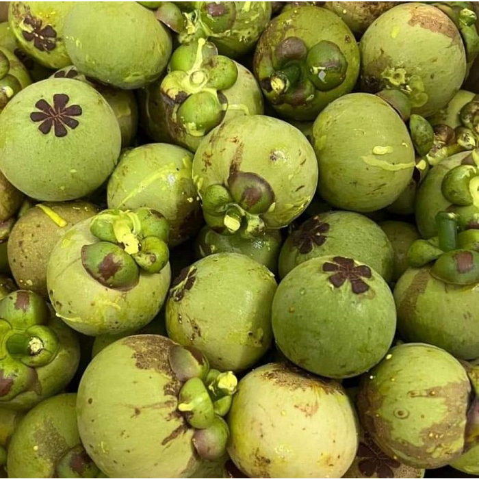 làm gỏi ,chấm muối (hái mới mỗi ngày)