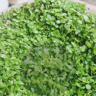 1 PHẦN TRÂN CHÂU NHẬT THỦY SINH TRẢI NỀN HỒ CÁ
