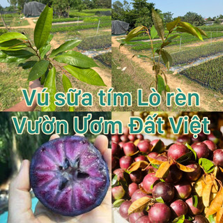 Cây giống vú sữa tím Lò rèn gieo hạt #cây_giống #vú_sữa_tím