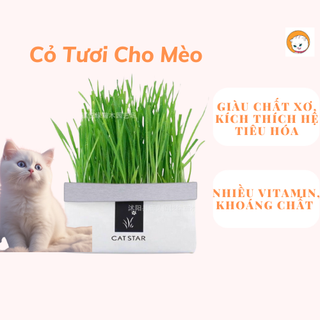 CỎ TƯƠI cho mèo - hạt giống cỏ mèo tươi phù hợp cho mều heo thì