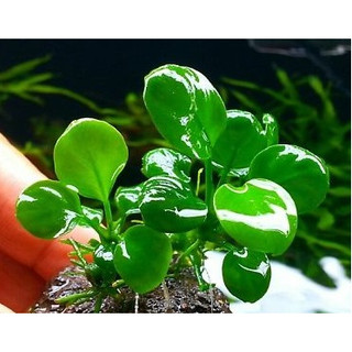 Ráy lá tròn _ Cây thủy sinh dễ chăm không cần co2