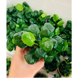 Ráy lá tròn _ Cây thủy sinh dễ chăm không cần co2