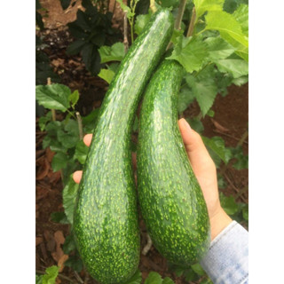 bơ 034 dài dẻo ngon lâm đồng 2-3 trái/ký