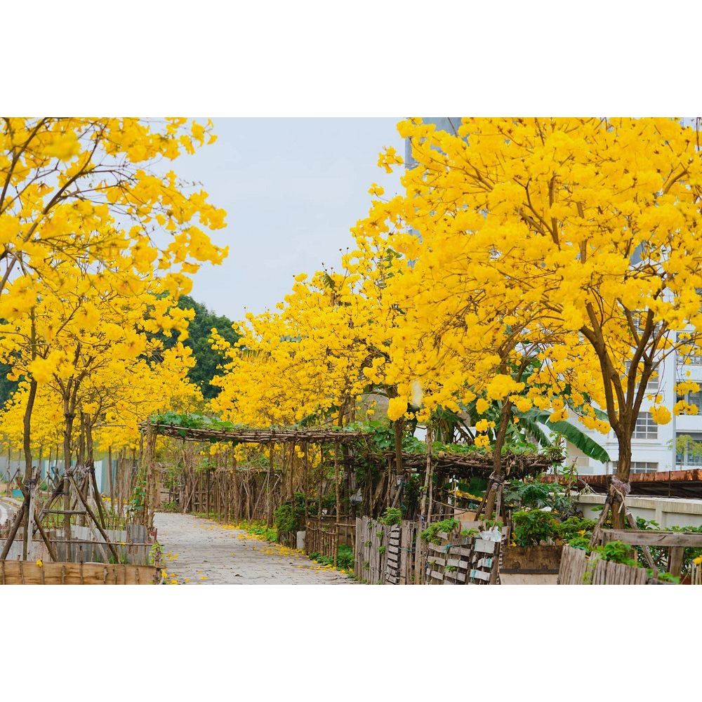 Cây giống Phong Linh Vàng cây cao 30-40 cm  #cây_giống #cây_phong_linh_vàng