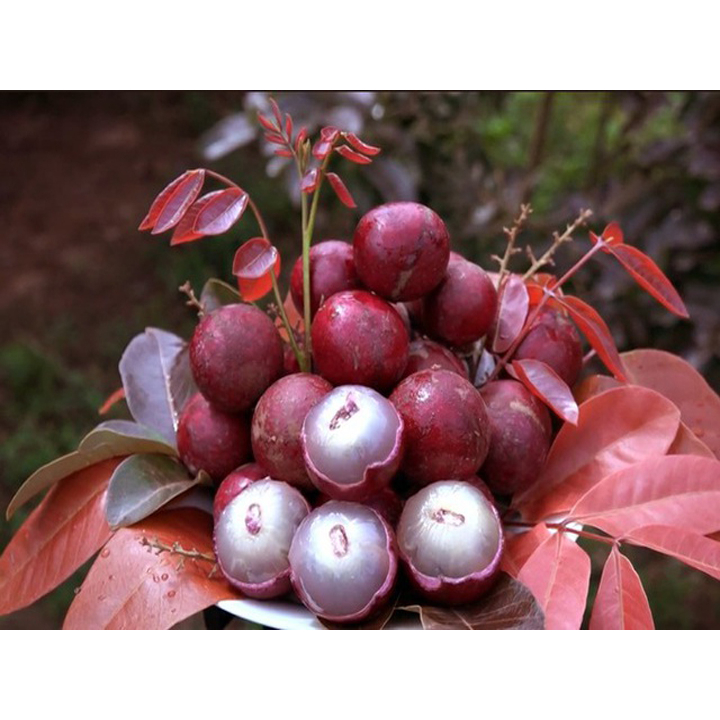 Cây giống Nhãn xuồng tím