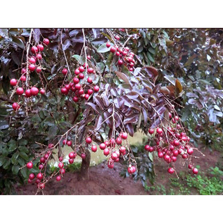 Cây giống Nhãn xuồng tím