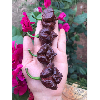 Quả ớt tươi Trinidad moruga scopion chocolate tách hạt làm giống