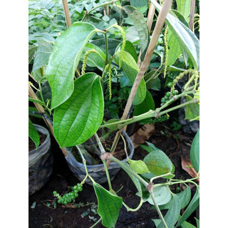 Chậu cây Tiêu chùm, Hồ Tiêu