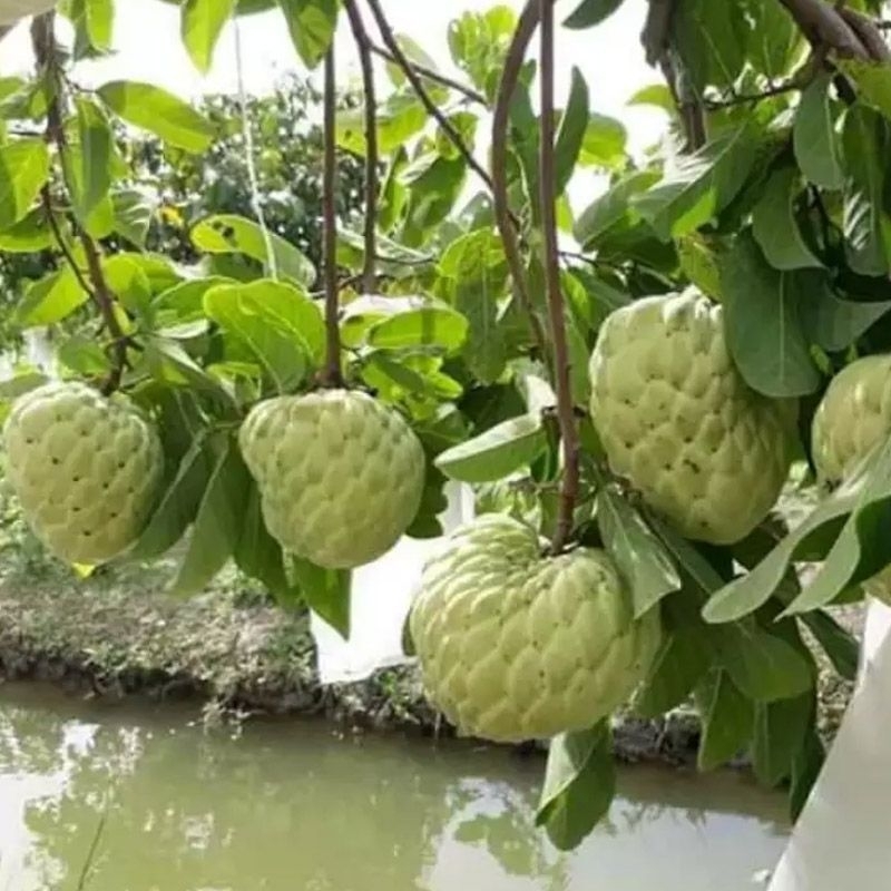 CÂY GIỐNG NA THÁI LAN