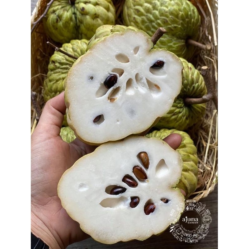 CÂY GIỐNG NA THÁI LAN