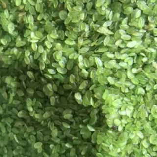Cốm dẹp xanh loại to dày ngon 1kg