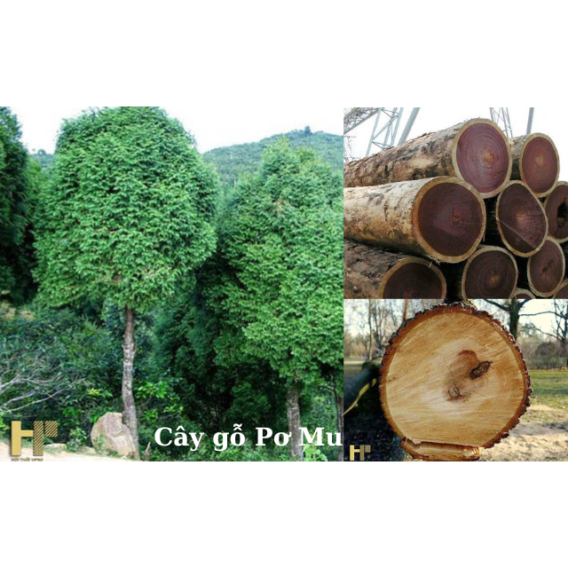 Cây giống gỗ Pơ mu cây cao 30-40cm  mua 10 cây tặng 1  cây_giống cây_pơ_mu