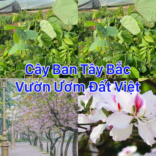 Cây giống Hoa Ban Tây Bắc