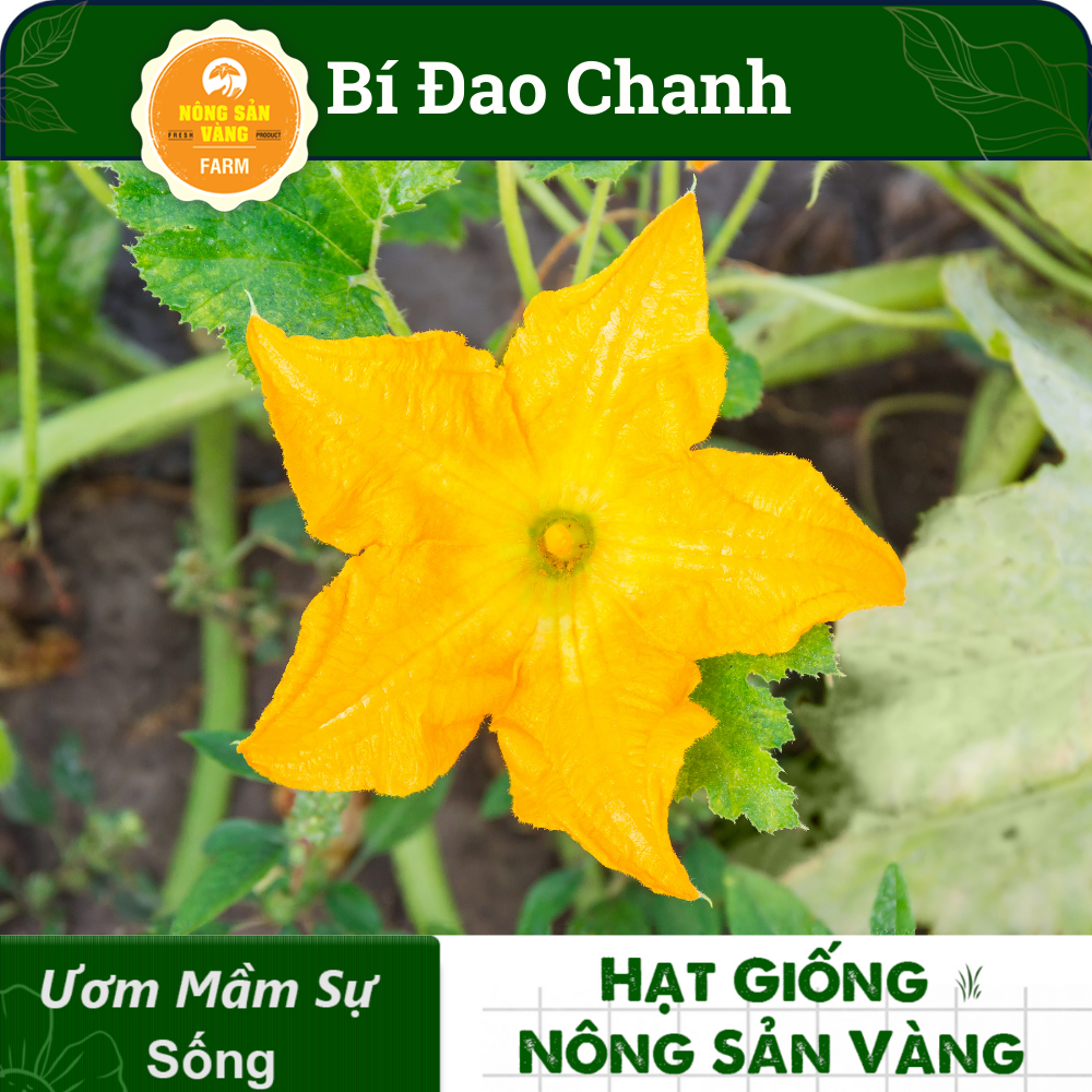 Hạt giống Bí Đao Chanh F1, Năng suất cao  - Nông Sản Vàng