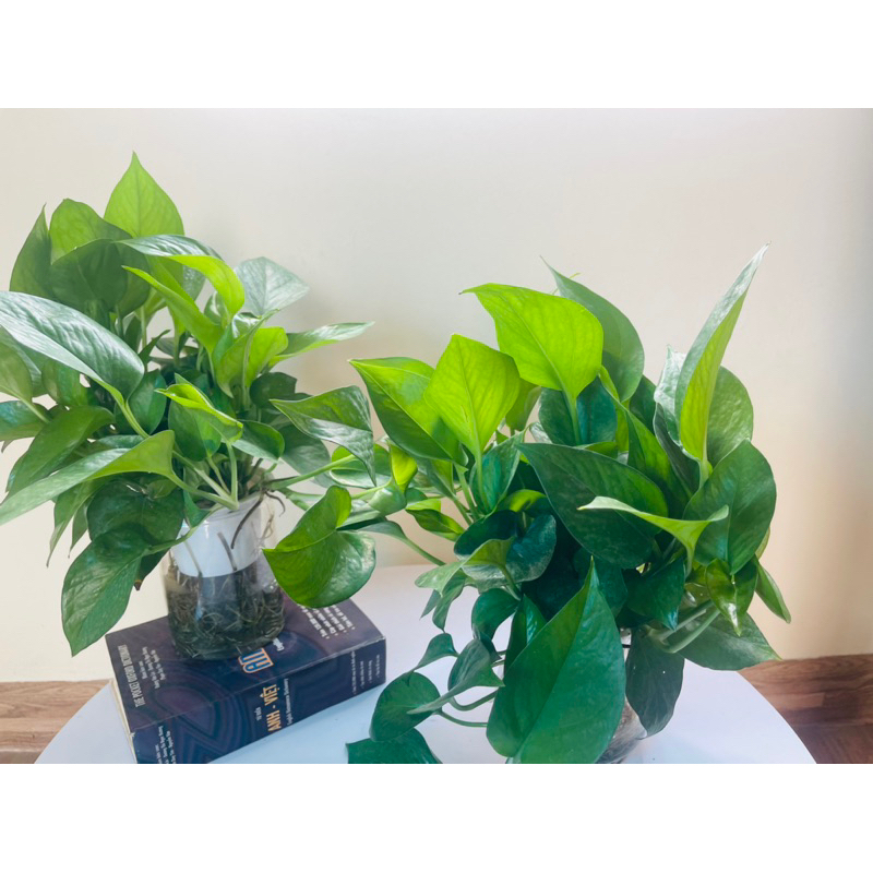 Trầu bà thuỷ sinh