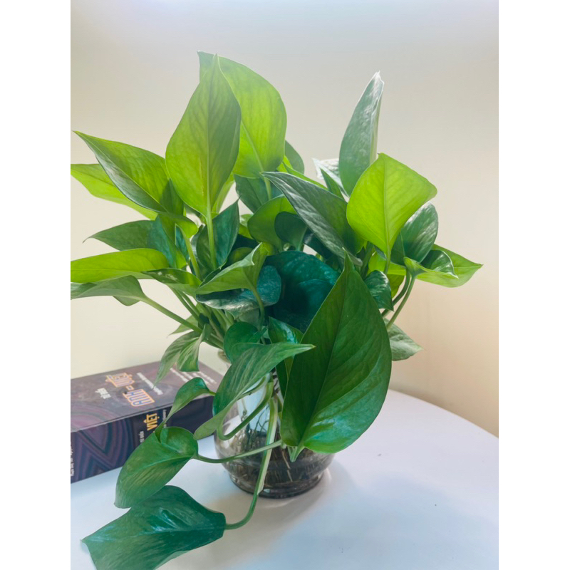 Trầu bà thuỷ sinh