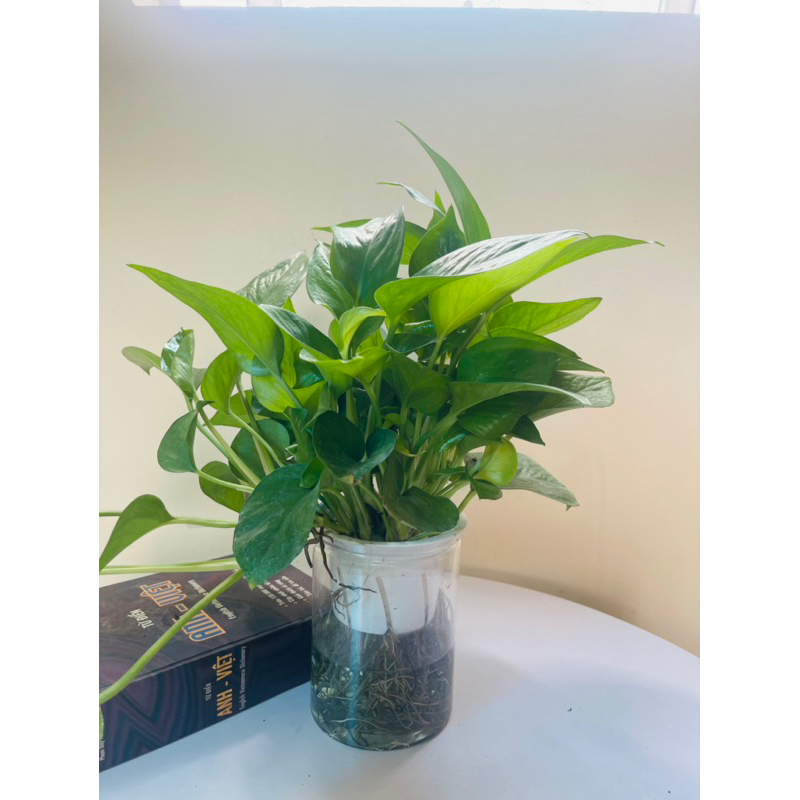 Trầu bà thuỷ sinh