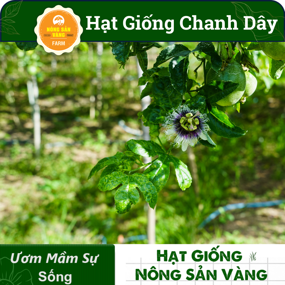 Hạt giống Chanh Dây, Trái Cây Nhiệt Đới, Giàu Dinh Dưỡng, Chế Biến Thành Nước Giải Khát  - Nông Sản Vàng