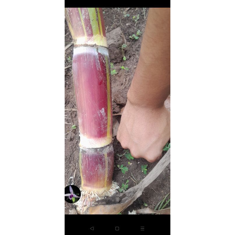 Mía sọc hawaii mỹ 5 mắt