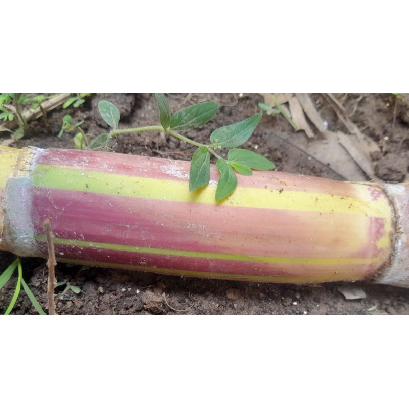 Mía sọc hawaii 30 mắt