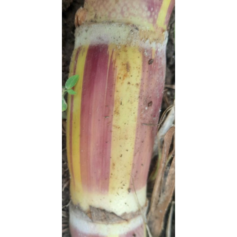 Mía sọc hawaii 10 mắt