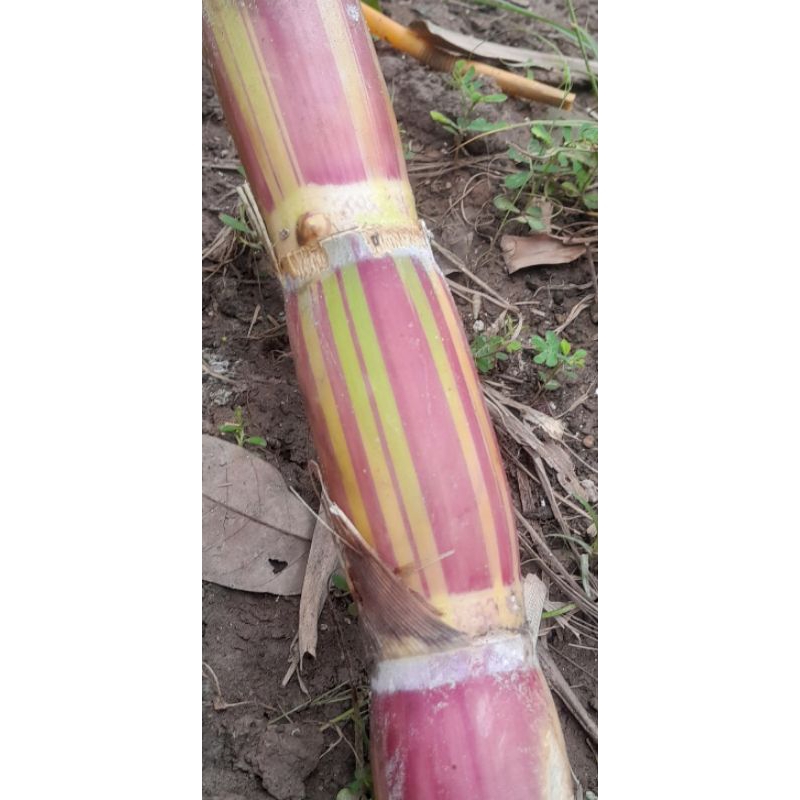 Mía sọc hawaii 10 mắt