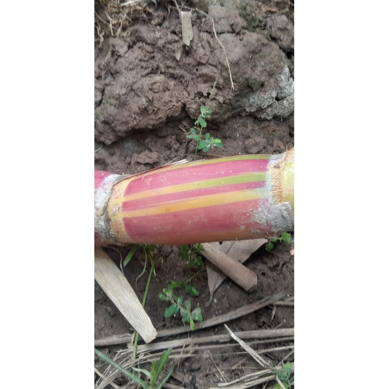 Mía sọc hawaii 10 mắt