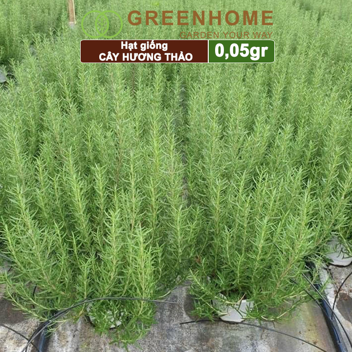 Hạt giống Cây hương thảo Greenhome, rosemary, gói 0,05gr, dễ trồng, thu hoạch quanh năm G06