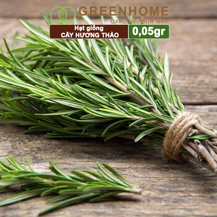 Hạt giống Cây hương thảo Greenhome, rosemary, gói 0,05gr, dễ trồng, thu hoạch quanh năm G06