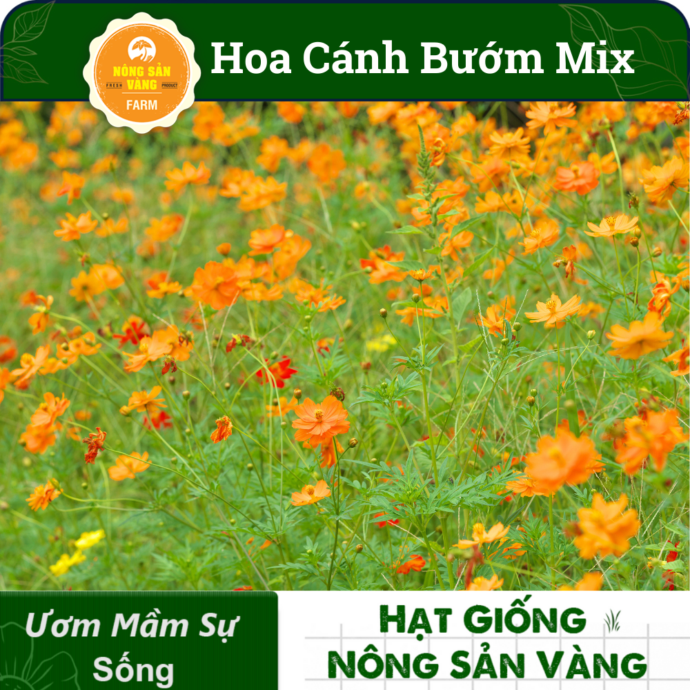 Hạt giống Hoa Sao Nhái (Cánh Bướm), Hoa Đẹp, Dễ Gieo Trồng, Rất Dễ Chăm Sóc, Nhiều Màu (Gói 100 hạt) - Nông S