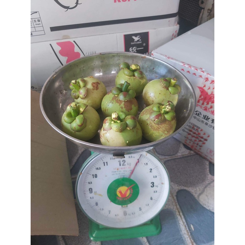 măng cục xanh