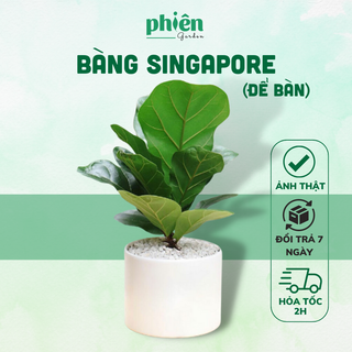 Cây Bàng Singapore để bàn kèm chậu gốm tráng men