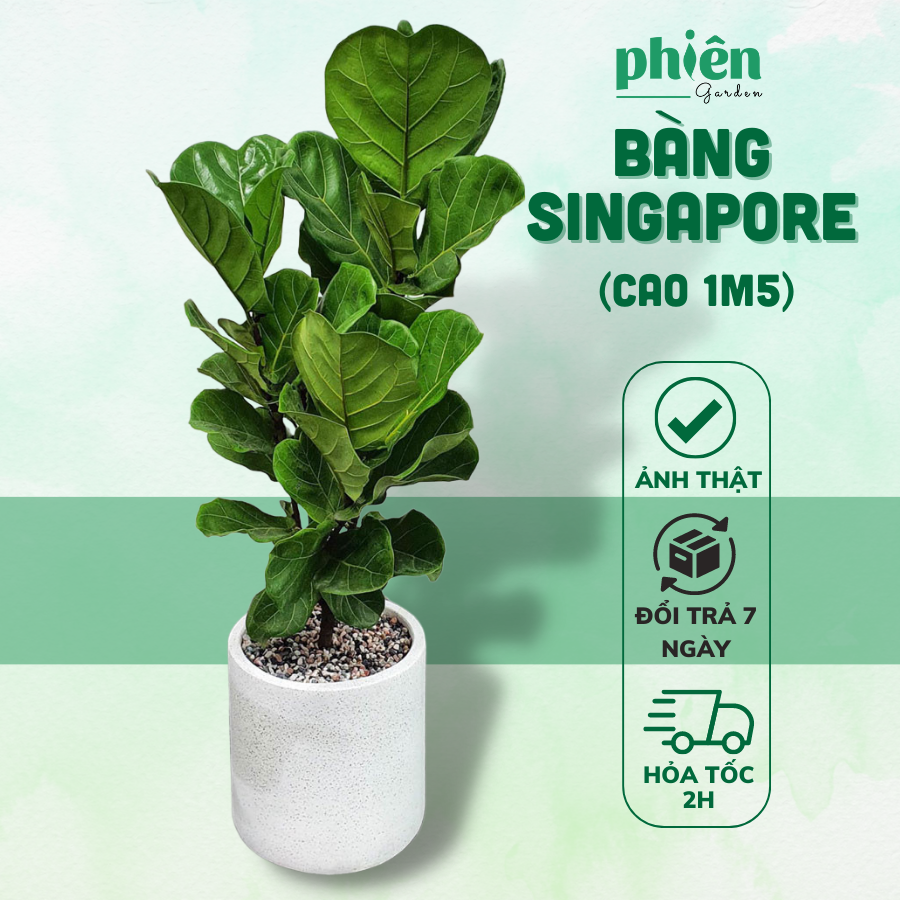 Bàng Singapore Nội Thất Kèm Chậu Xi Măng Cao 1m5 Nhiều Nhánh Decor Sang Trọng