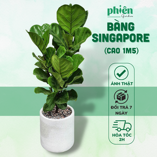 Bàng Singapore Nội Thất Kèm Chậu Xi Măng Cao 1m5 Nhiều Nhánh Decor Sang Trọng