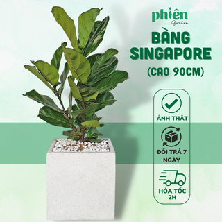 Cây Bàng Singapore Nội Thất Cao Kèm Chậu Xi Măng Đá Mài Sang Trọng Cao 90cm-1m5