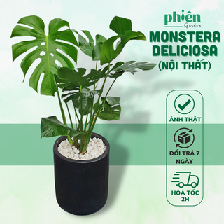 Cây Monstera Deliciosa Trầu Bà Lá Xẻ 80-100cm
