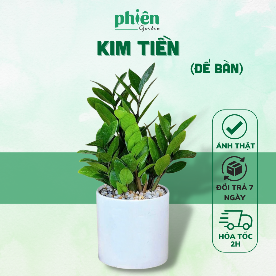 Cây Kim Tiền - Kim Phát Tài Để Bàn Kèm Chậu Gốm Tráng Men