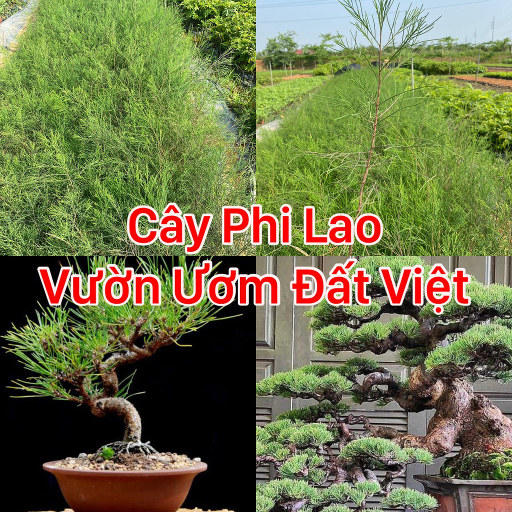 Cây giống Phi Lao cây cao 30-40 cm ( mua 10 cây tặng 1 )