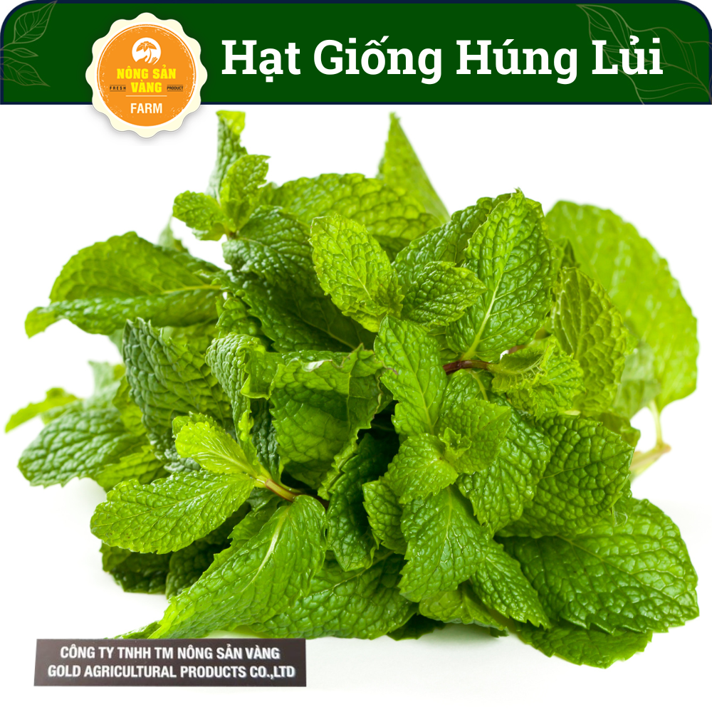 Hạt giống Rau Húng Lủi, Bạc Hà Âu Dễ Trồng Dễ Chăm Sóc, Sinh Trưởng Tốt (Gói 100 hạt) - Nông Sản Vàng