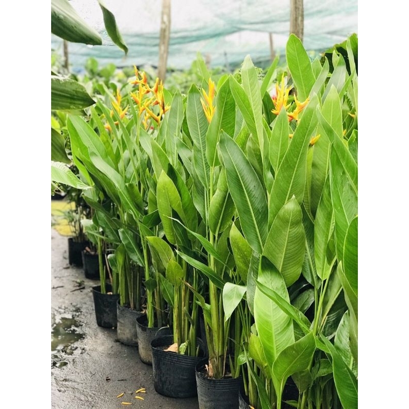 Cây chuối thiên điểu  y ảnh