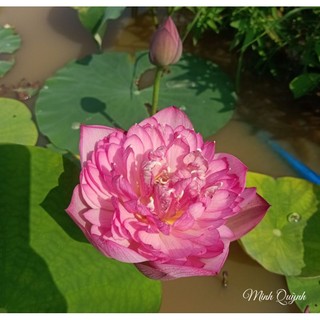 Củ sen Red rosy