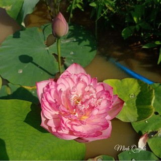 Củ sen Red rosy
