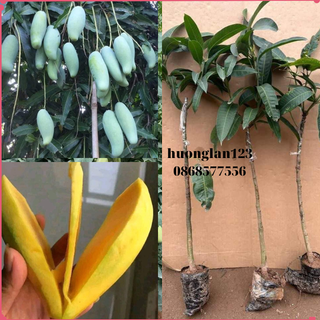 Giống cây xoài thái hạt lép trồng 1 năm cho trái