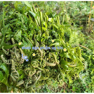cây rau dớn nhiều rễ(chuẩn giống đã ươm thuần tại vườn)