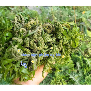 cây rau dớn nhiều rễ(chuẩn giống đã ươm thuần tại vườn)