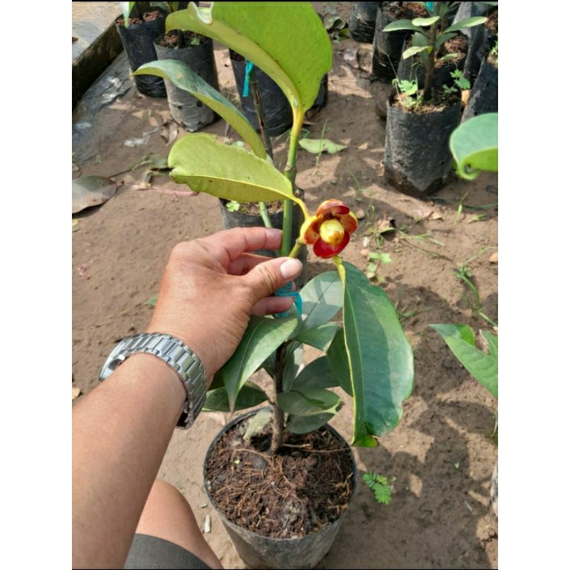 CÂY GIỐNG MĂNG CỤT THÁI - GHÉP